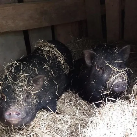 Petit Chateau Bed and breakfast Laborde