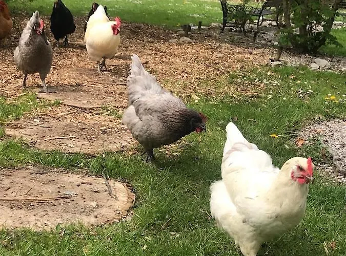 Petit Chateau Bed and breakfast