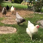 Petit Chateau Bed & Breakfast