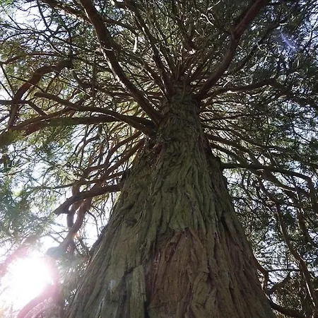 Petit Chateau Oda ve Kahvaltı Laborde